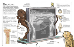 Innenansicht 6 zum Buch Das Mammut-Buch Naturwissenschaften