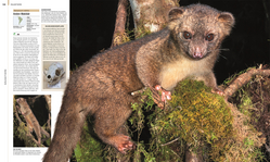 Innenansicht 4 zum Buch DK Bibliothek. Tiere