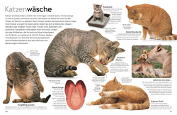 Innenansicht 4 zum Buch memo Wissen. Katzen