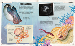 Innenansicht 3 zum Buch Erstaunliche Welt der Ozeane