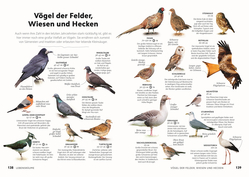 Innenansicht 7 zum Buch Vögel beobachten und ihre Lebensräume kennenlernen