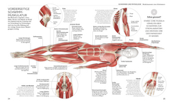 Innenansicht 3 zum Buch Schwimmen - Die Anatomie verstehen