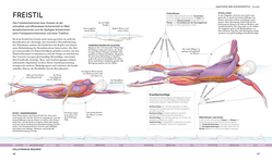 Innenansicht 4 zum Buch Schwimmen - Die Anatomie verstehen