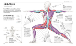 Innenansicht 6 zum Buch Yoga verstehen - Die Anatomie der Yoga-Haltungen