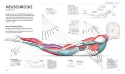 Innenansicht 7 zum Buch Yoga verstehen - Die Anatomie der Yoga-Haltungen