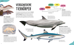 Innenansicht 2 zum Buch Anatomie der Tiere