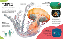 Innenansicht 7 zum Buch Anatomie der Tiere